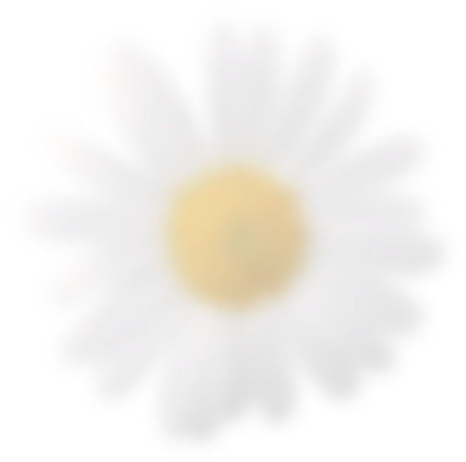 A white daisy on a plain white background, highlighting its delicate petals and simplicity.
