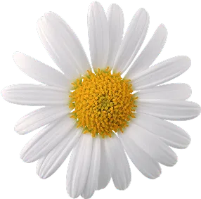 A white daisy on a plain white background, highlighting its delicate petals and simplicity.