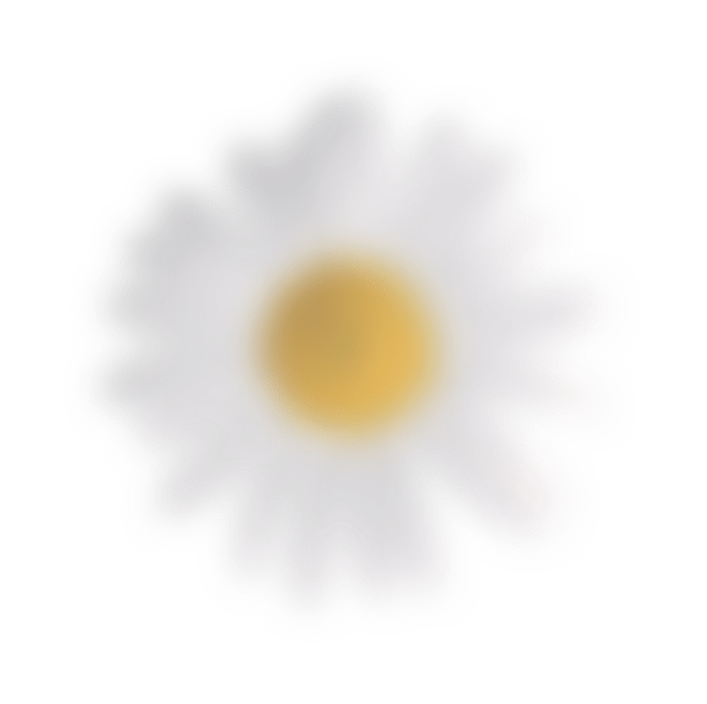 A white daisy on a plain white background, highlighting its delicate petals and simplicity.