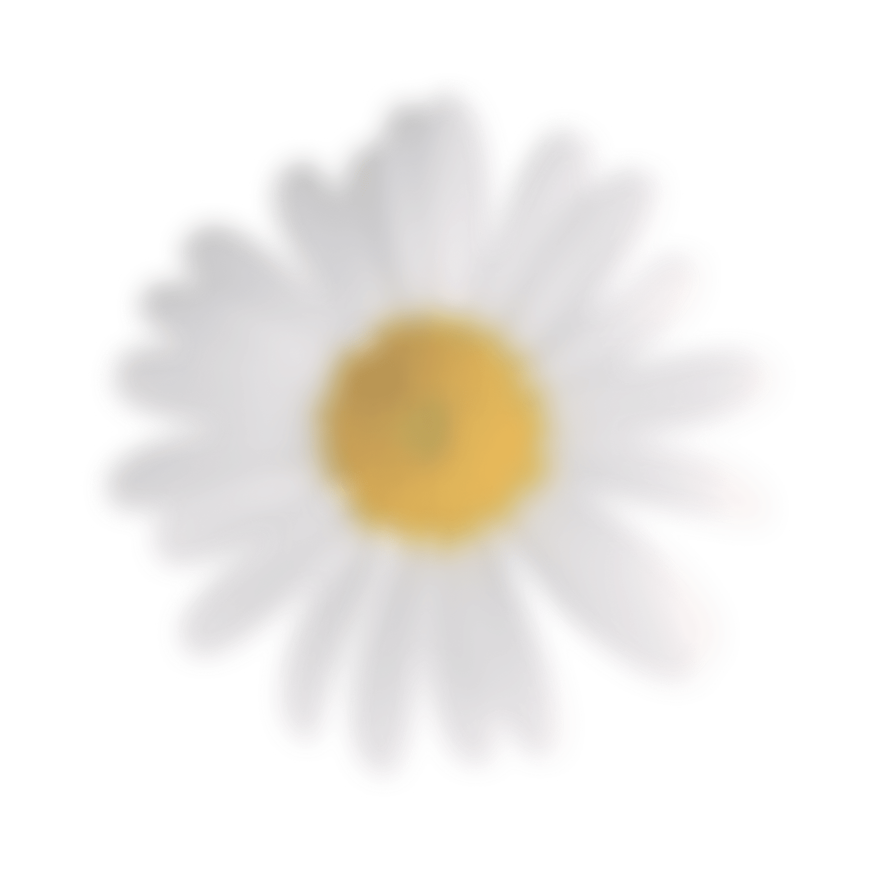 A white daisy on a plain white background, highlighting its delicate petals and simplicity.