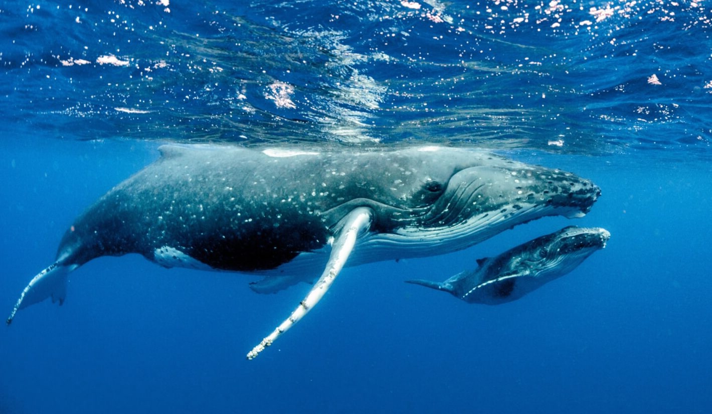 A mother humpback whale swims closely with her calf in clear blue ocean water. Their graceful movement conveys a sense of calm and connection.