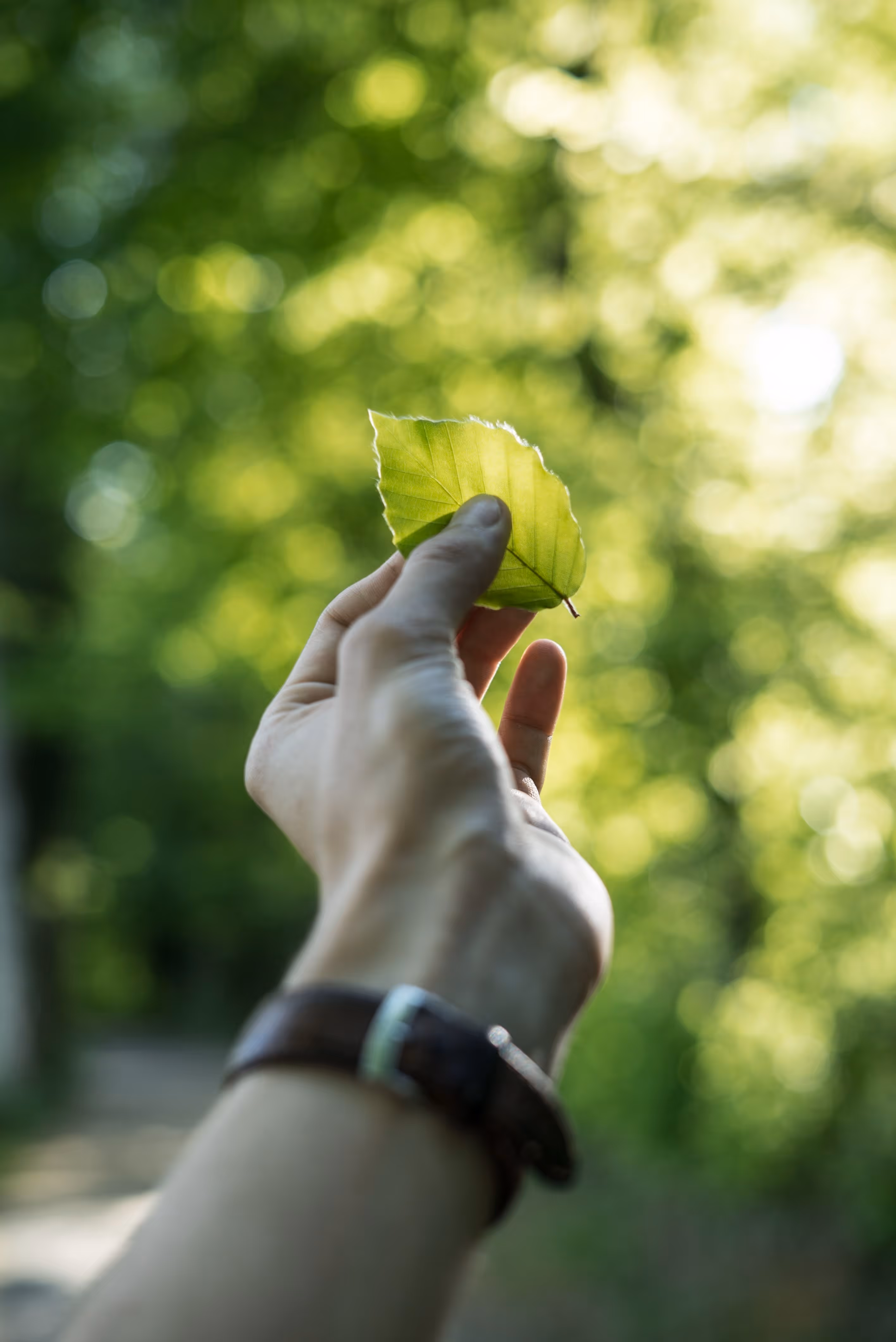 Person holding a bright green leaf with sunlight filtering through a blurred forest background.