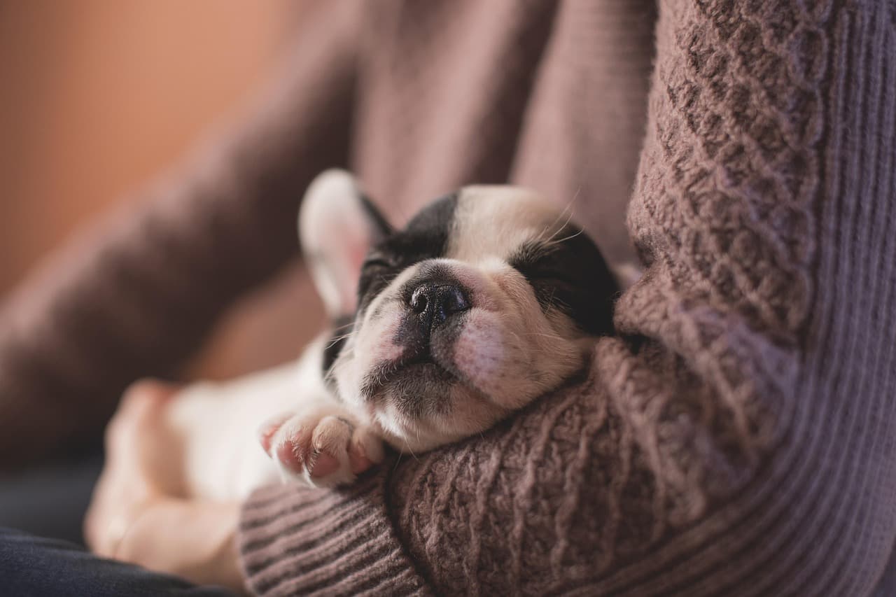 A cute french bulldog sleeping in it's owners arm.