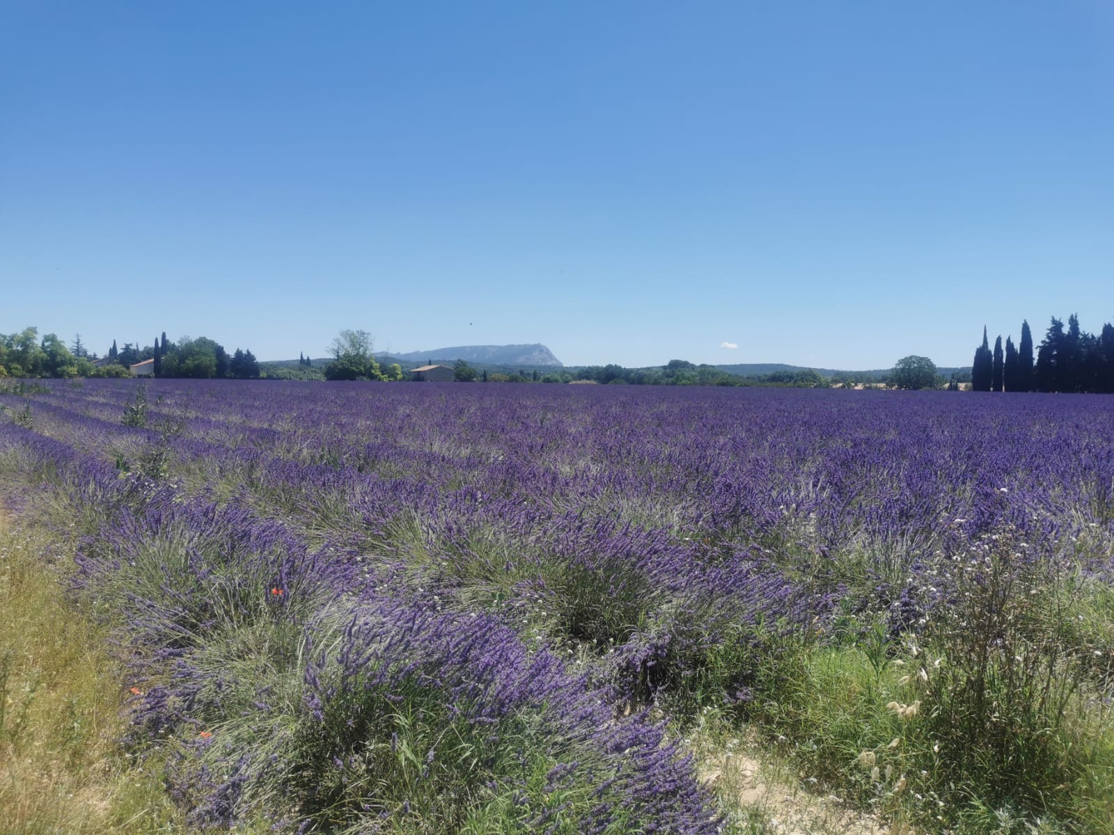 Champ de lavandes en Provence