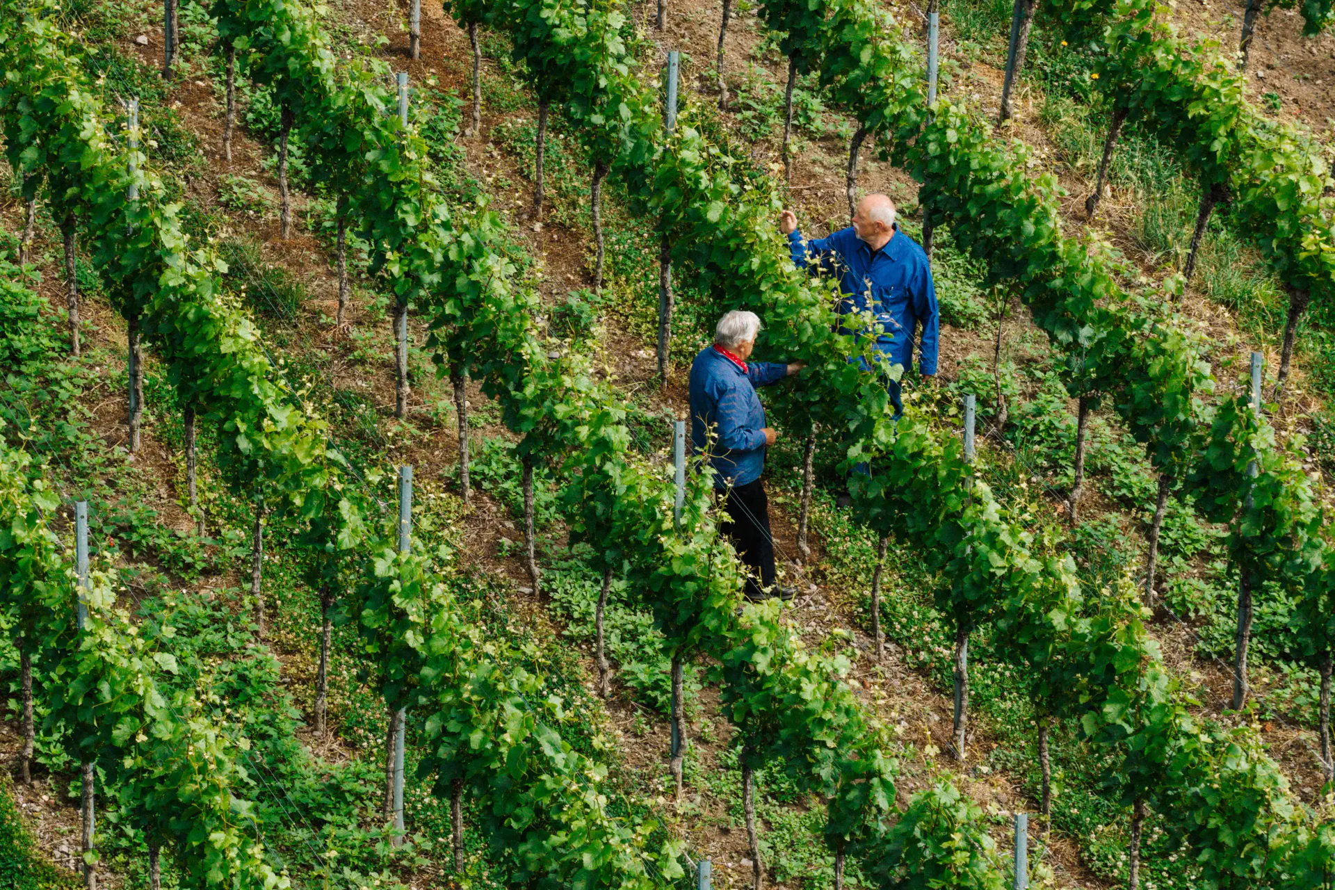 Zwei Winzer arbeiten in den steilen Rebterrassen am Kaiserstuhl