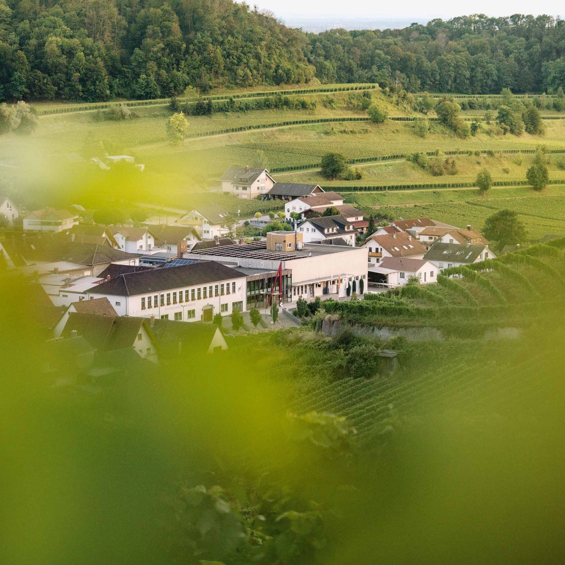 Achkarrer Winzer am Schlossberg – Rebflächen und Weinberge am Kaiserstuhl