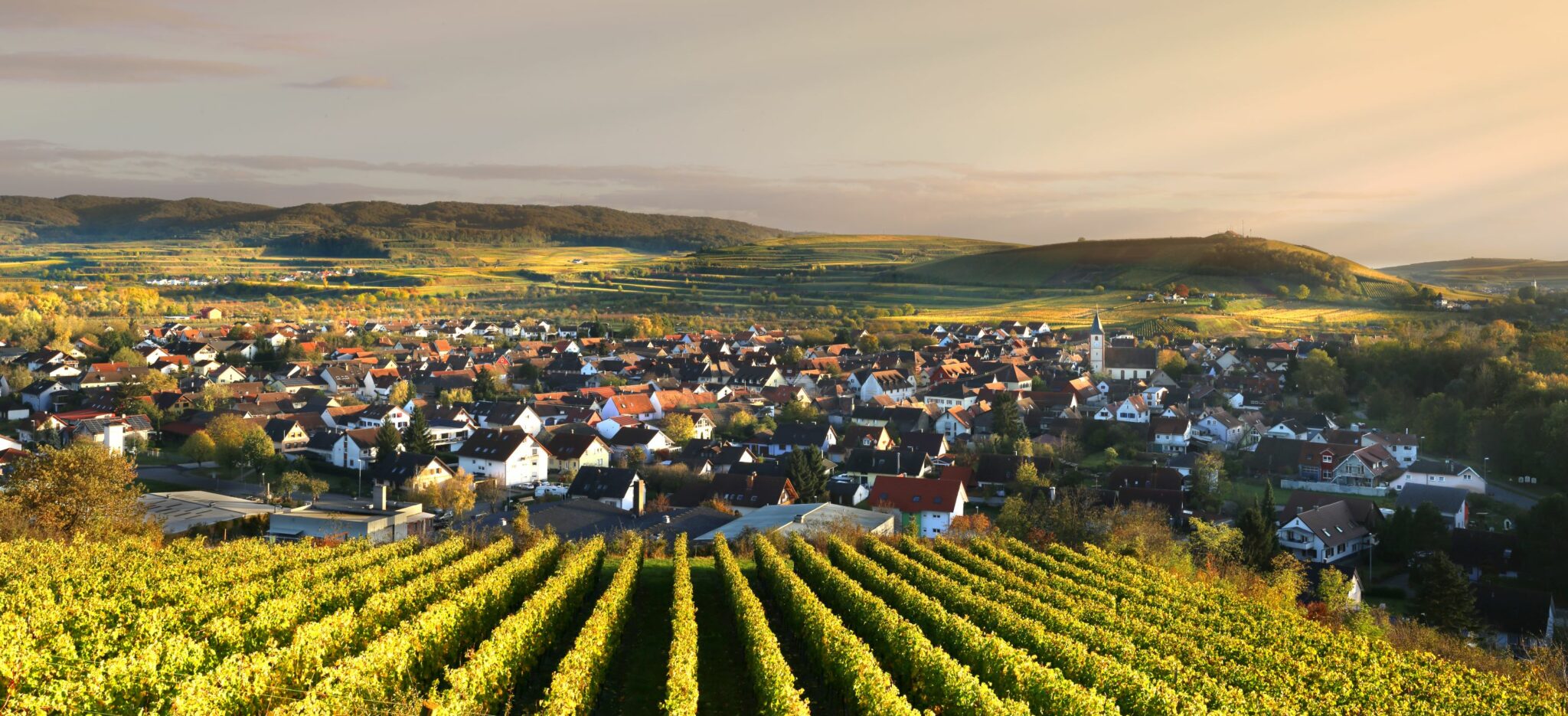 Sasbacher Winzerkeller – Überblick der Rebflächen am Kaiserstuhl