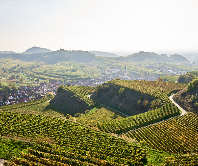 Oberrotweiler Winzerverein – Herkunft und Rebflächen am Kaiserstuhl
