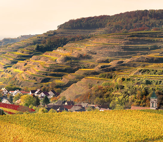 Schelinger Kirchberg – Lage der Winzergenossenschaft Oberbergen am Kaiserstuhl