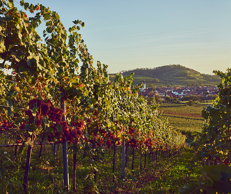 Jechtinger Weinmanufaktur – Rebflächen am Kaiserstuhl