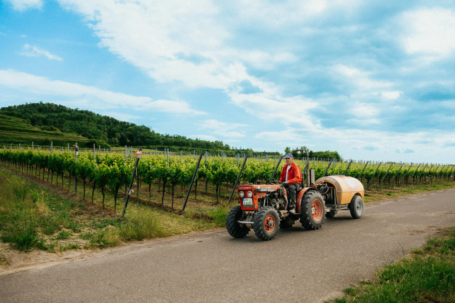 Weinreben am Kaiserstuhl, im Hintergrund ein Traktor zwischen den Rebzeilen