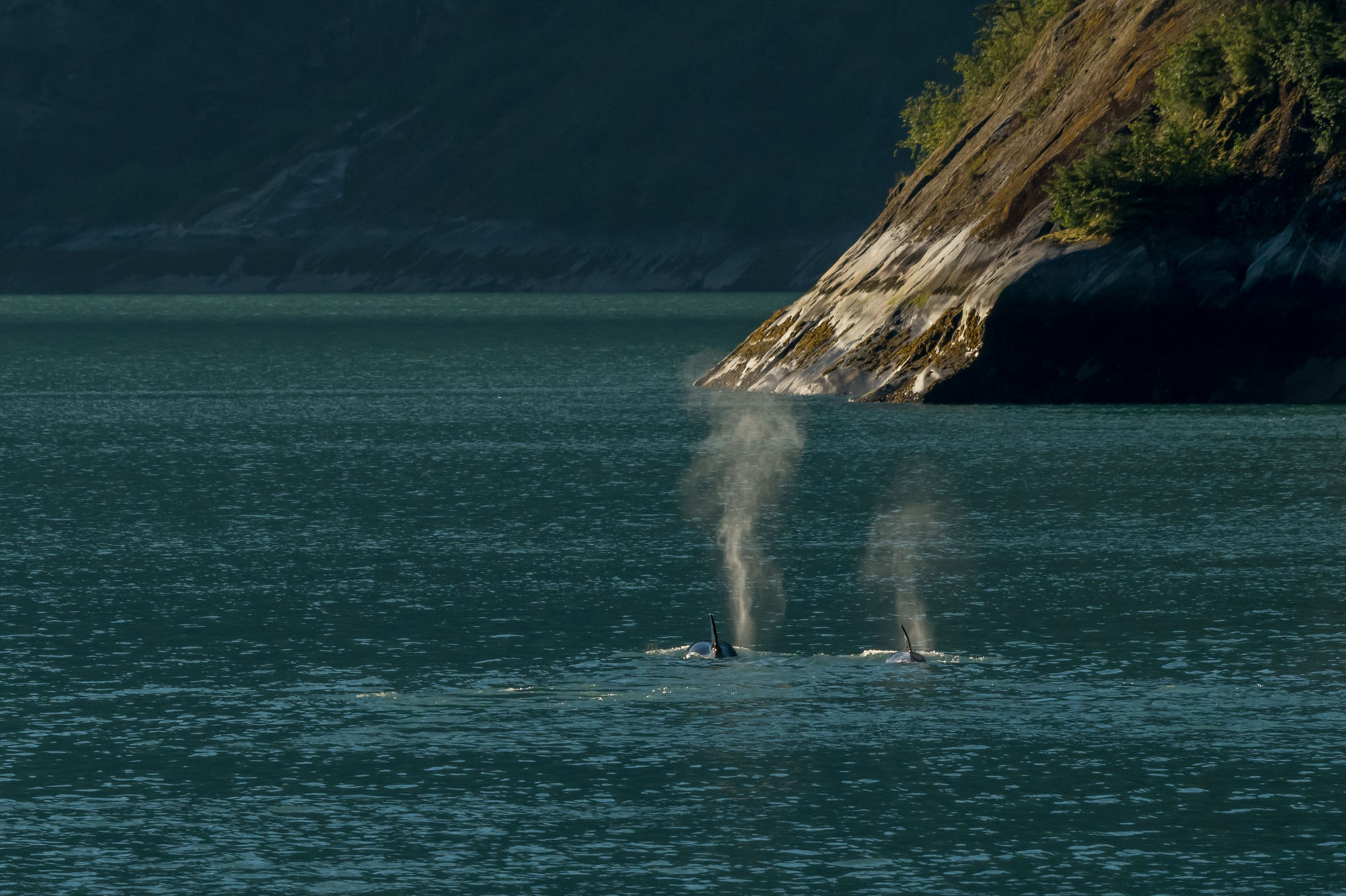 Two Orcas spout at surface of pristine water near rockface