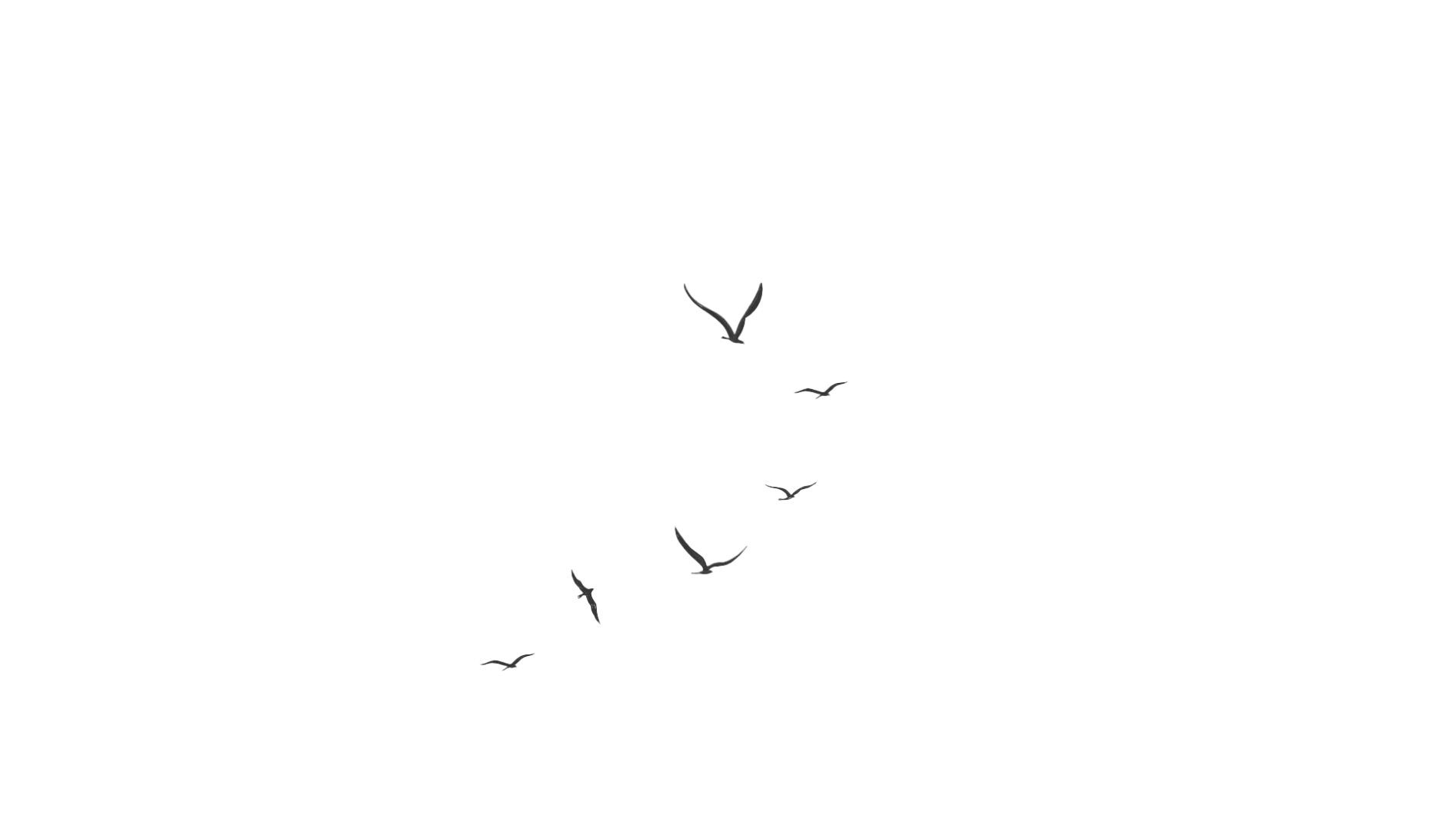 black birds image