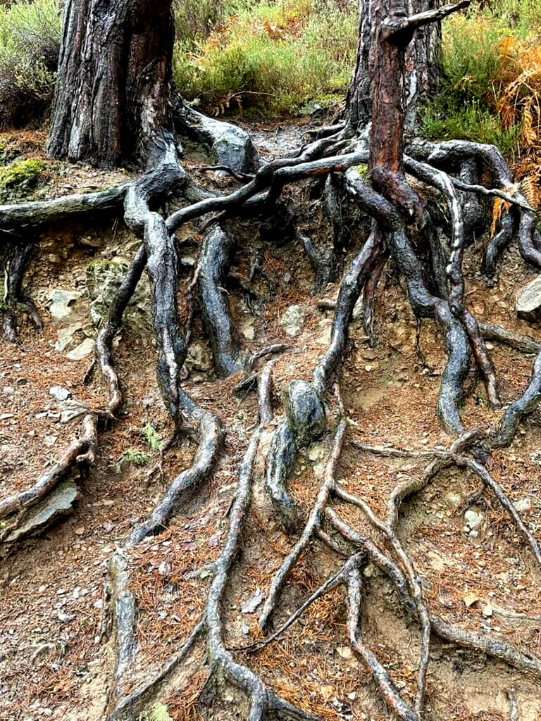 Two trees growing next to each other, their roots are intertwined.