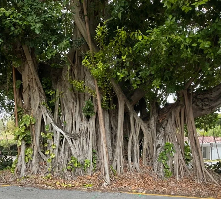 A bunch of trees growing closely together