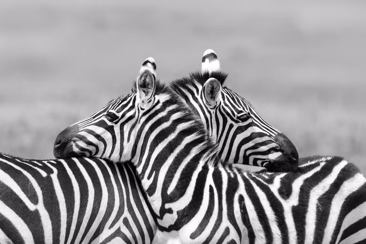 Website and Digital Design Melbourne - Disclose DX