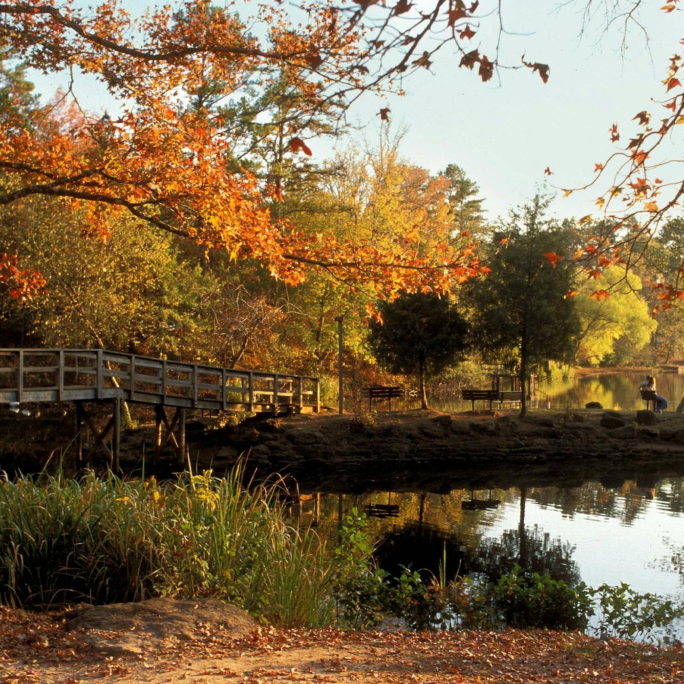 East Texas pines, online OCD, anxiety and ADHD therapy for Tyler, Longview, Texarkana and Lufkin