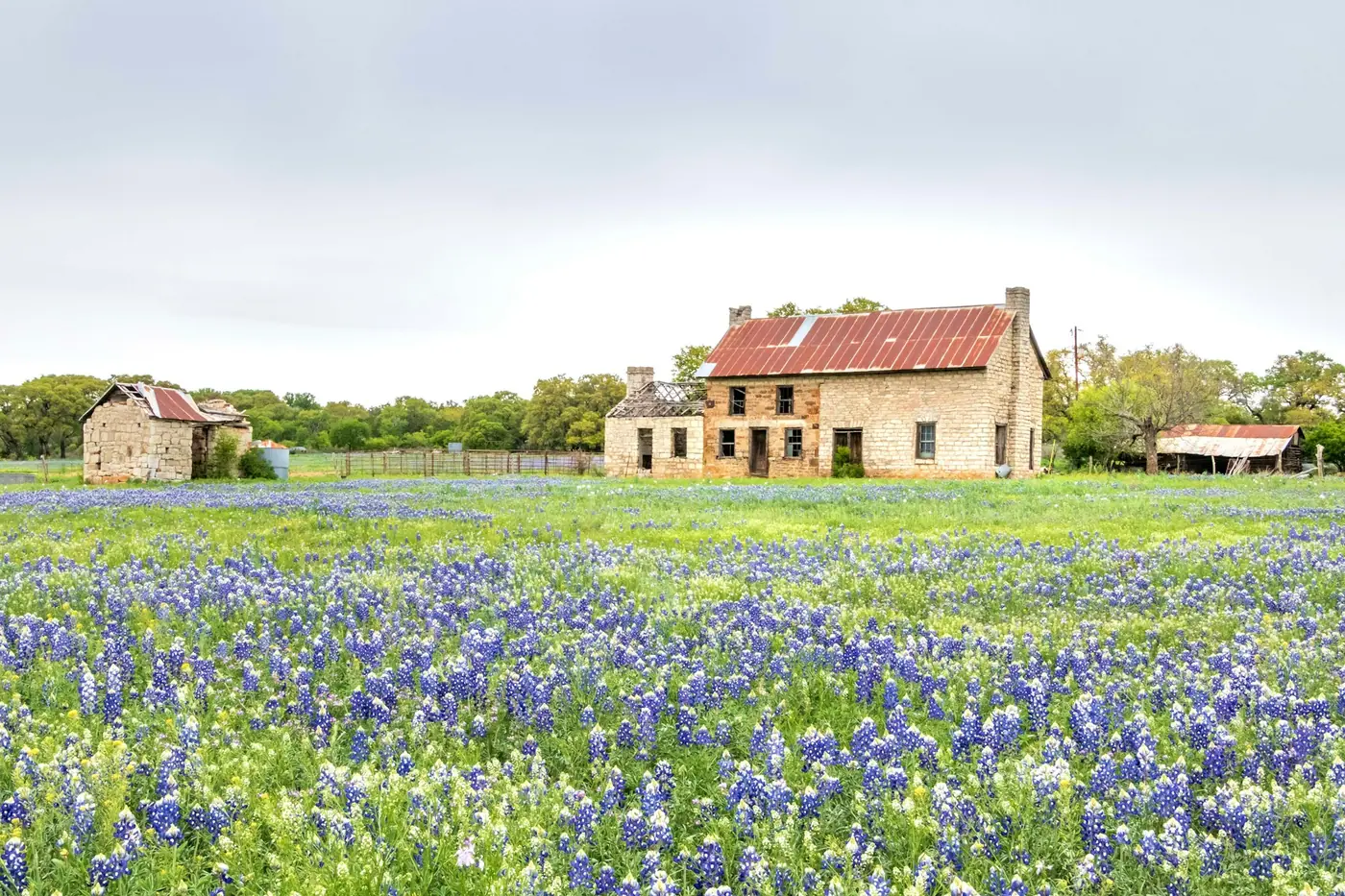 Stone farmhouse in a field of Texas bluebonnets