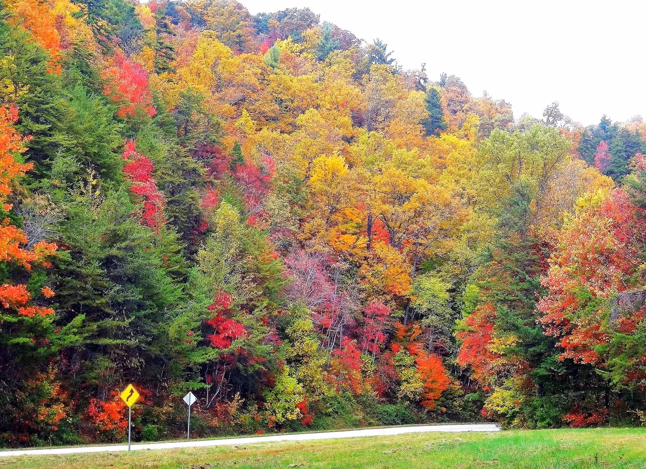 Vibrant autumn forest with colorful trees along a winding road