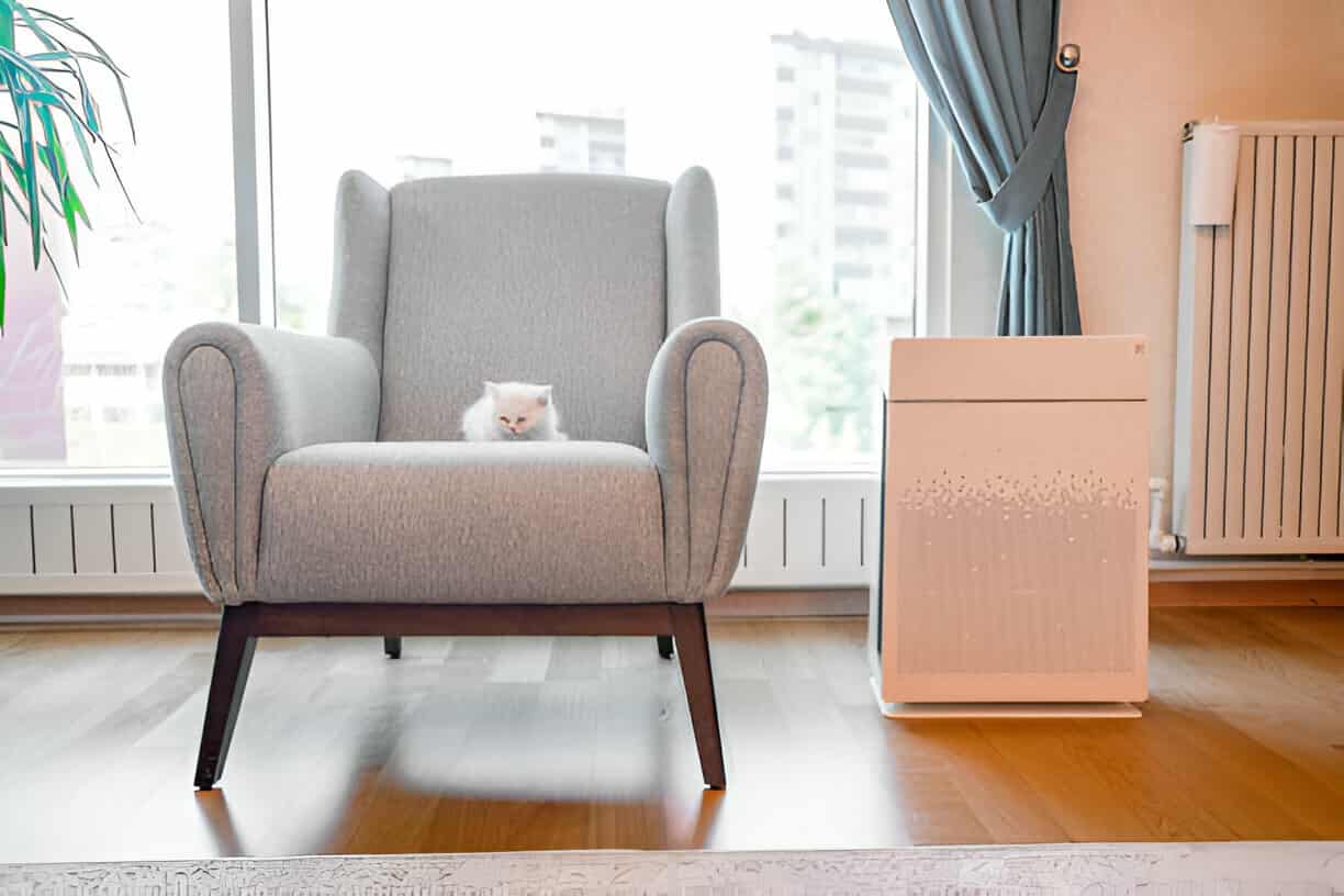 White fluffy cat sitting on gray armchair near window and air purifier