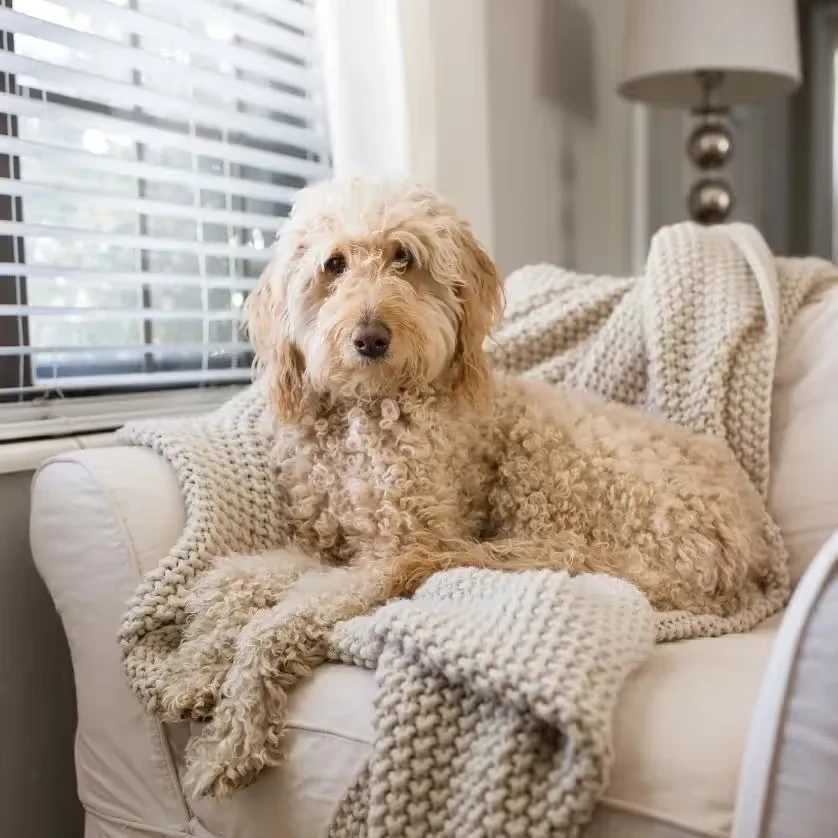 Fluffy golden doodle resting on a cozy chair with a knitted blanket