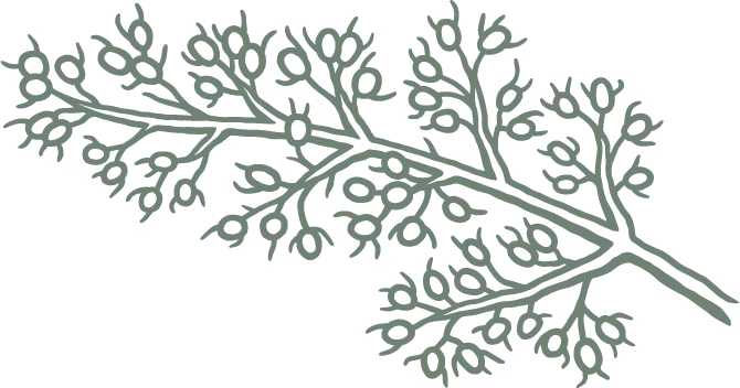 Tributary logo - grape vine