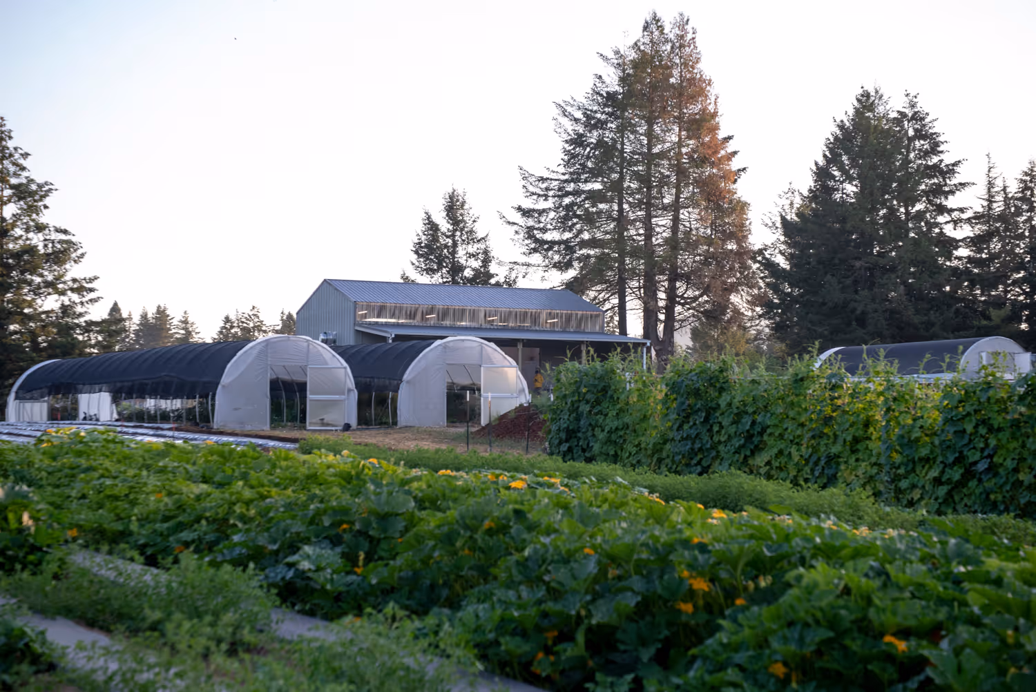 okta farm in the sunset