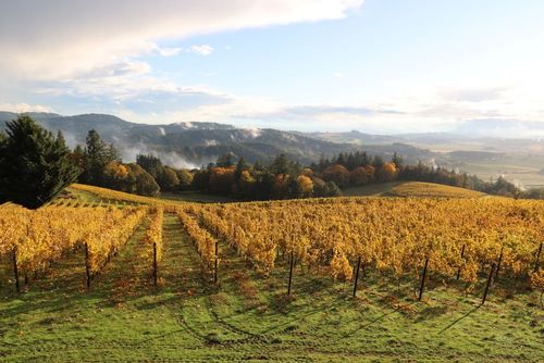 Sweeping Willamette Valley Vineyard
