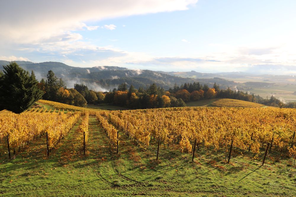 Sweeping Willamette Valley Vineyard