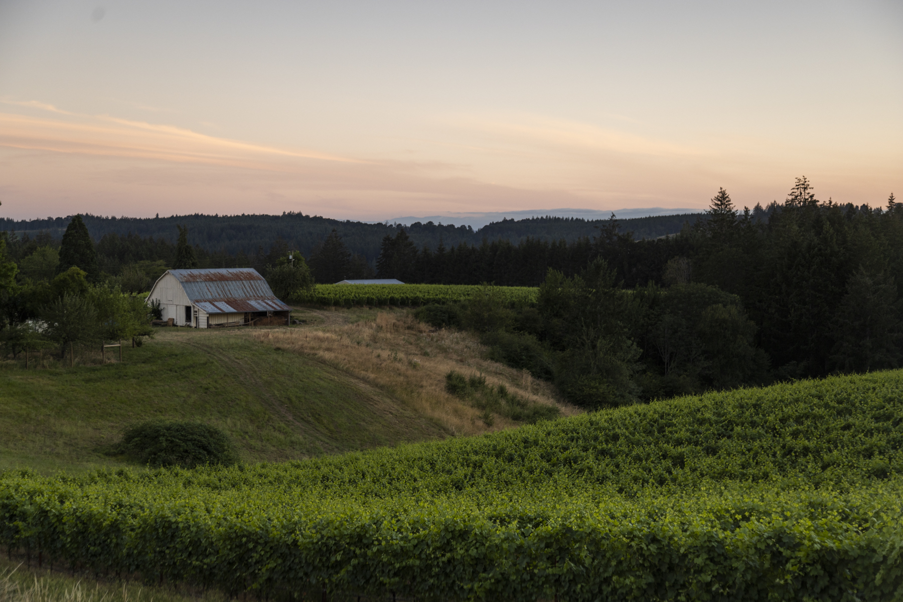 Ribbon Ridge Vineyard