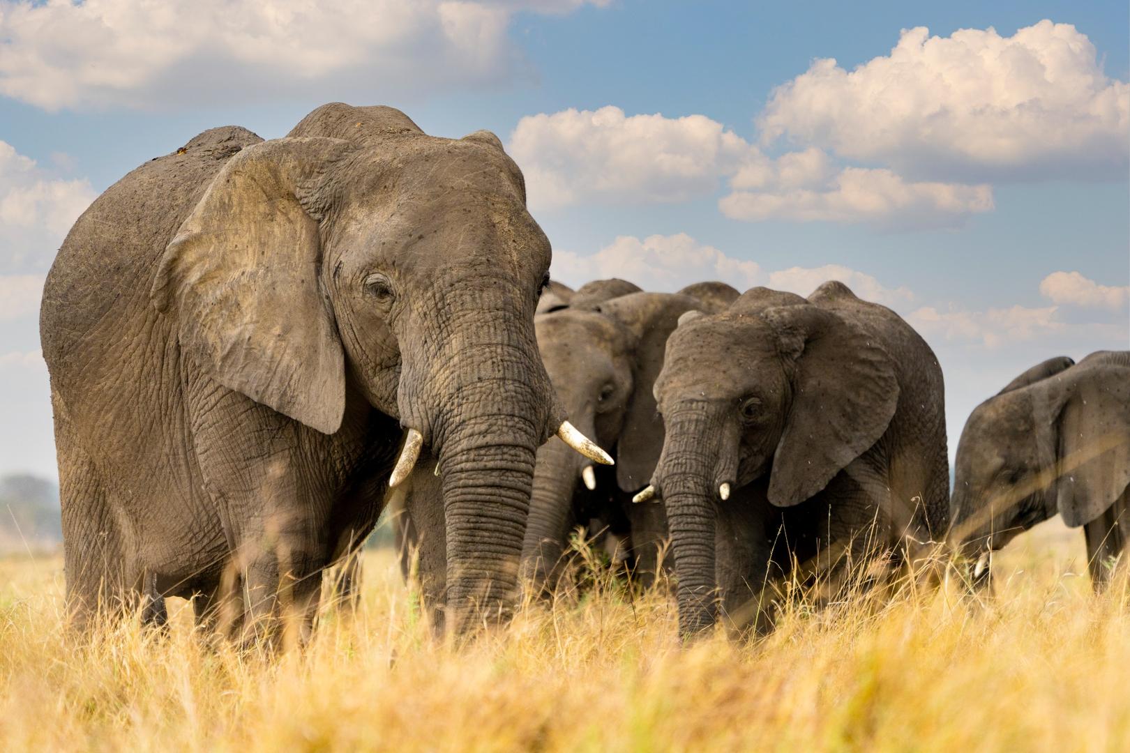 Elephant matriarch leading herd, symbolizing payroll compliance oversight and protection.