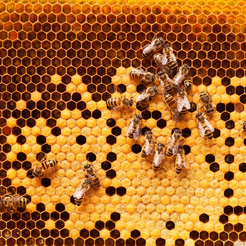 Honeycomb structure with bees, representing accuracy and every statutory filing accounted for.