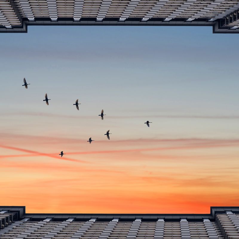 Migrating birds aligned in flight, representing orderly employee entry and exit processes.