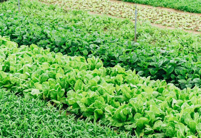 angepflanztes Gemüse