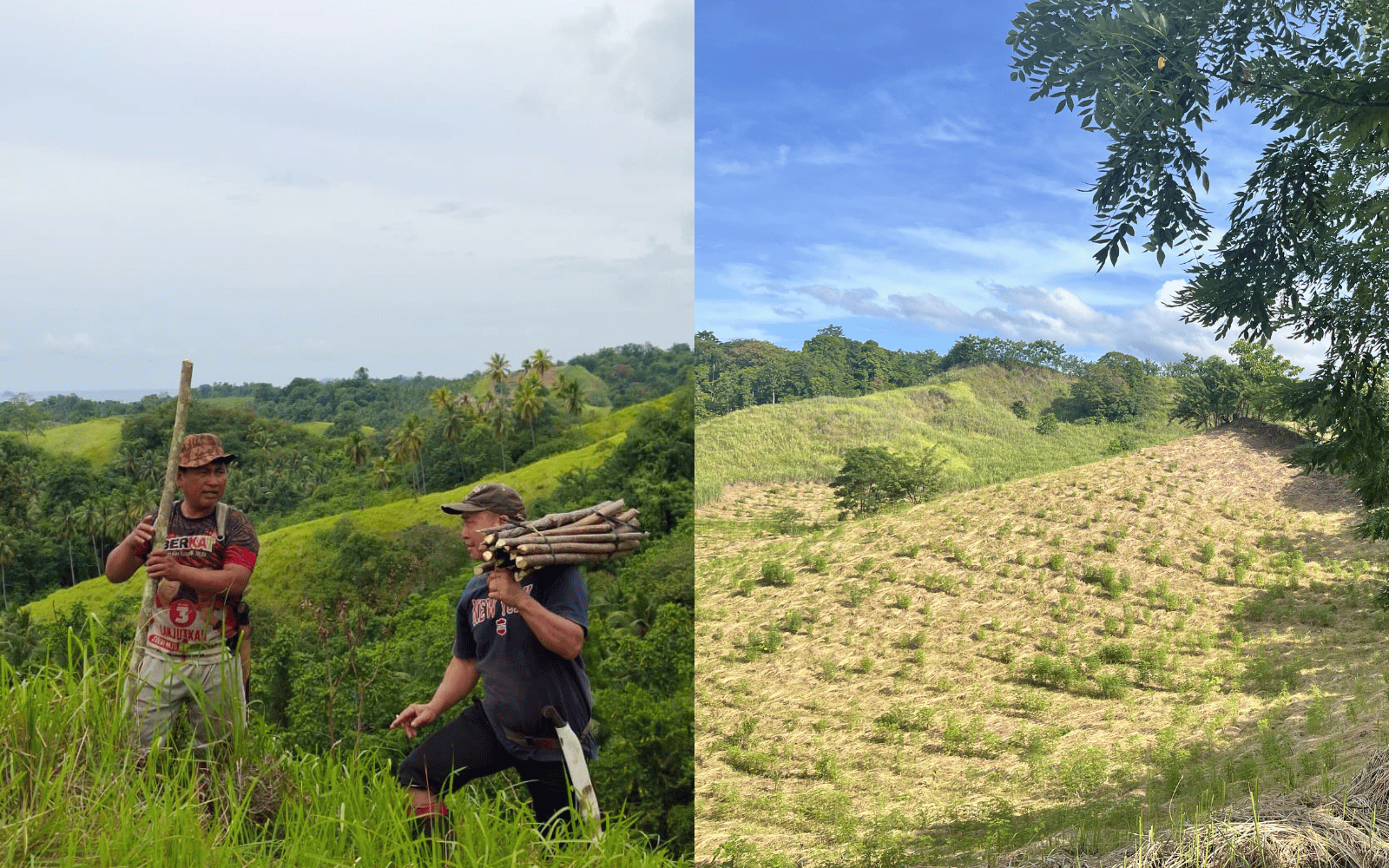 Local workers planting Gamal (Gliricidia) stakes in terrain in Sulawesi on the left, alongside a post-plantation view of the same landscape showing young plants in neat rows across cleared land under a bright blue sky on the right.