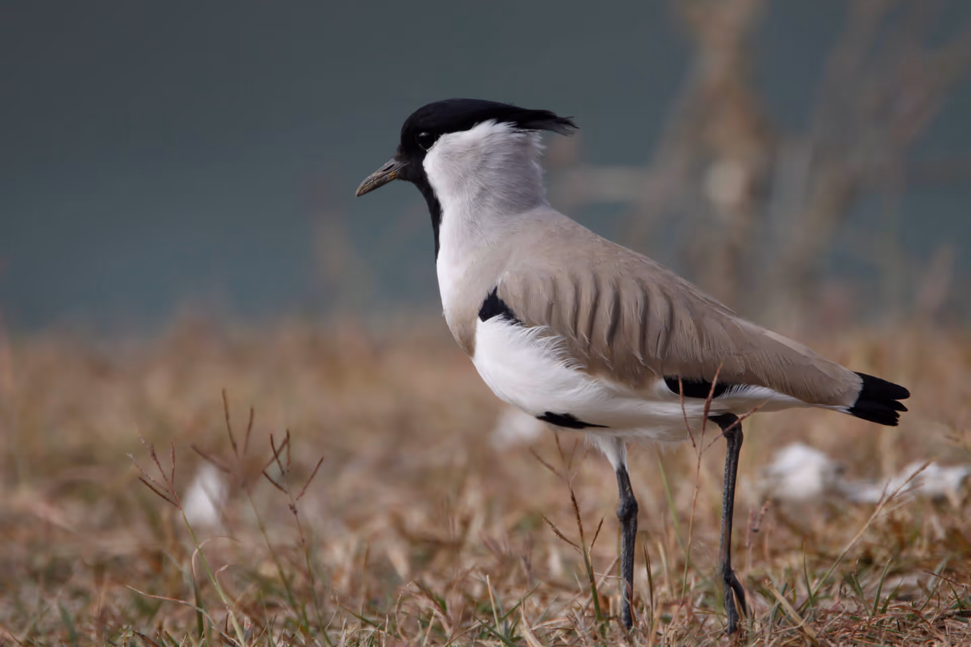 Close-up of a river lapwing in Bhutanese wetlands, symbolizing nature and mindful journeys.