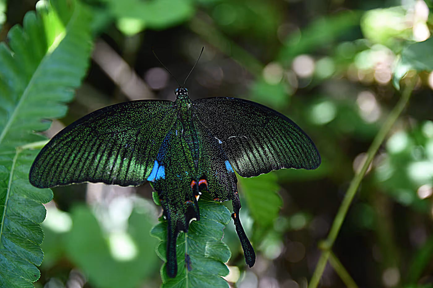 Close-up of striking Bhutanese butterfly with green and blue wings perched on leaf, showcasing rich biodiversity.
