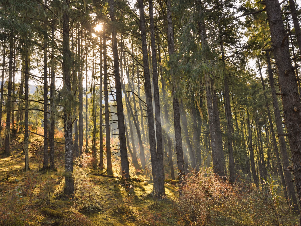 Sunbeams filtering through tall trees onto a quiet forest floor.