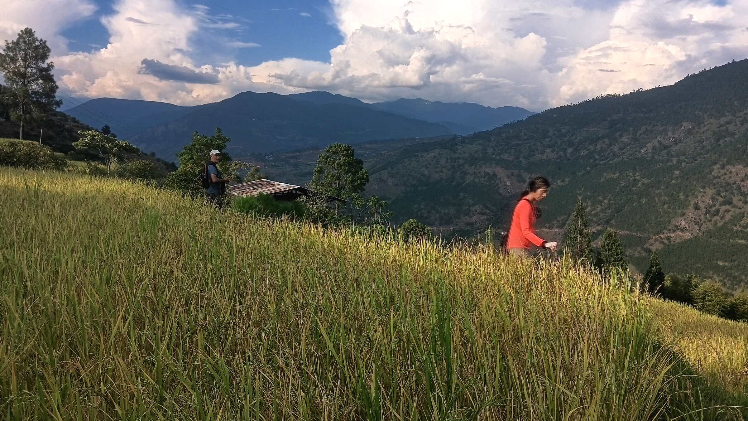 Two travellers walking through golden terraced fields above a mountain valley in Bhutan.