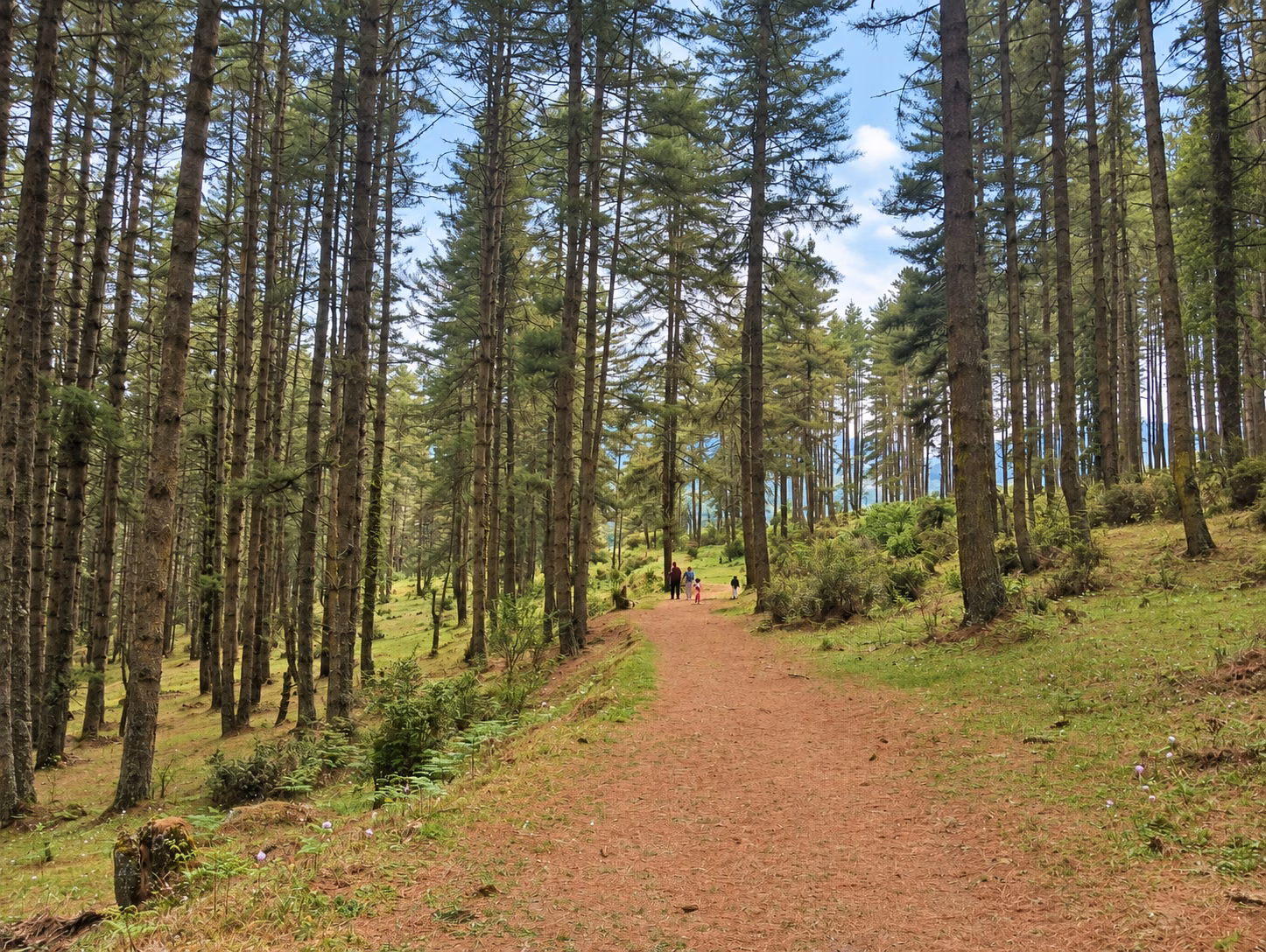 Walkers following a quiet woodland trail beneath tall trees in Bhutan.