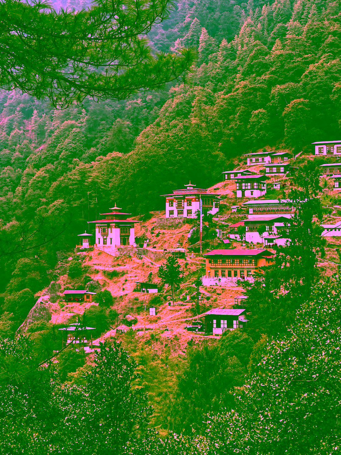 Dodeydra Monastery’s traditional buildings nestled among pine forests on a hillside above Thimphu, Bhutan.