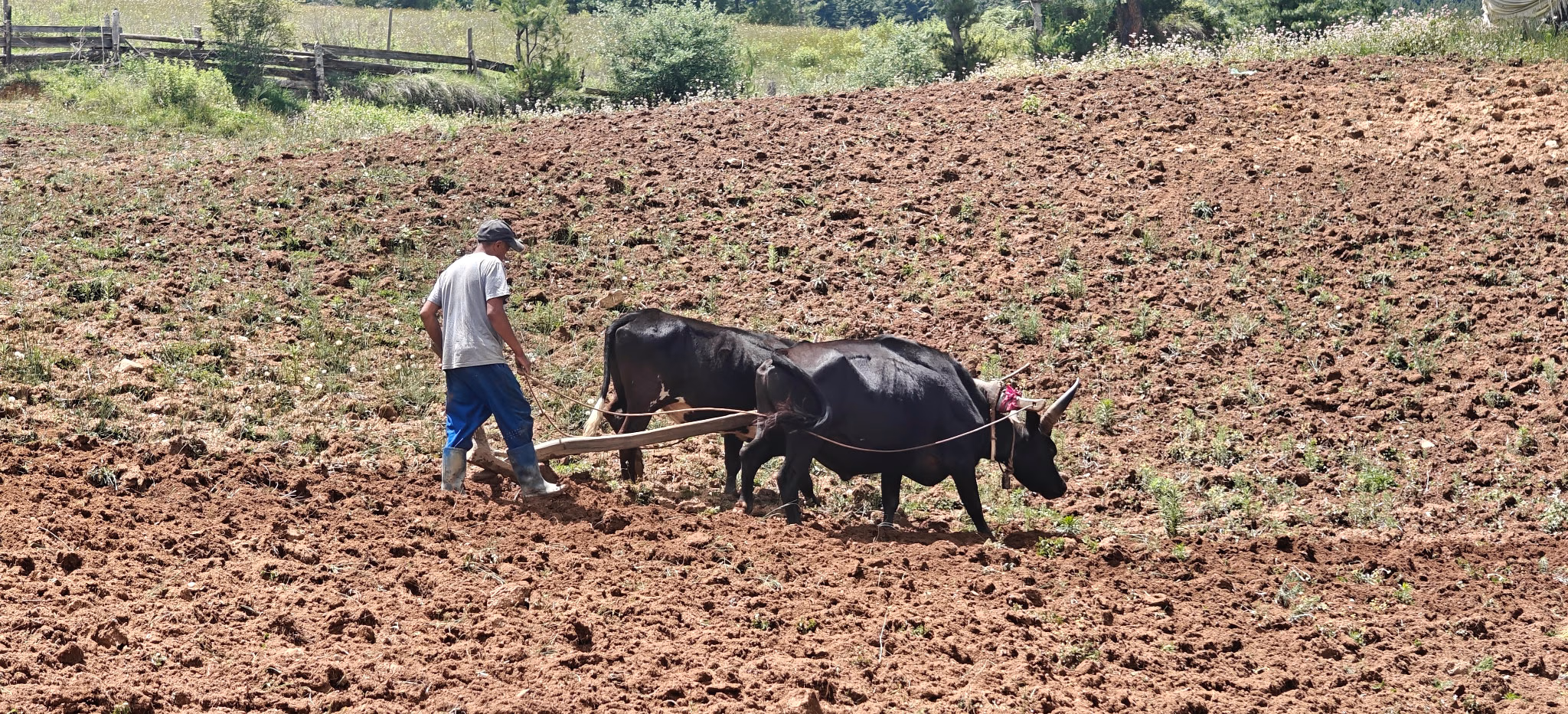 A farmer guiding two oxen across a freshly ploughed field.