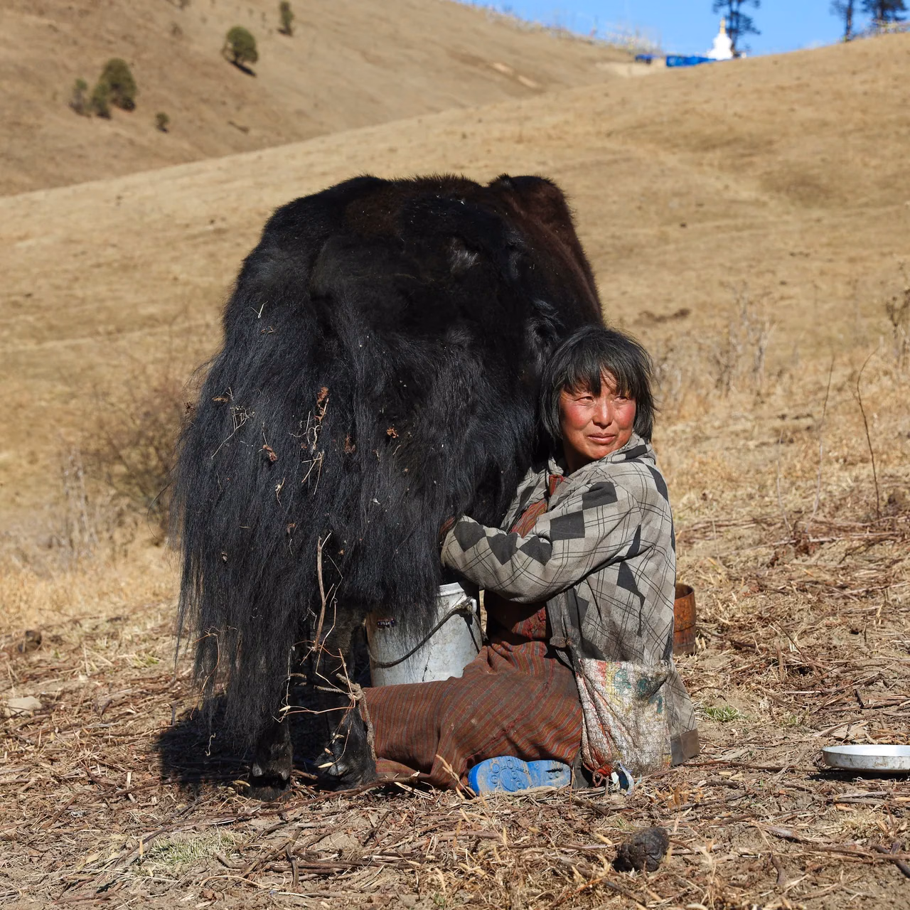 A person milks a yak on a dry hillside, with the milking vessel beside them.