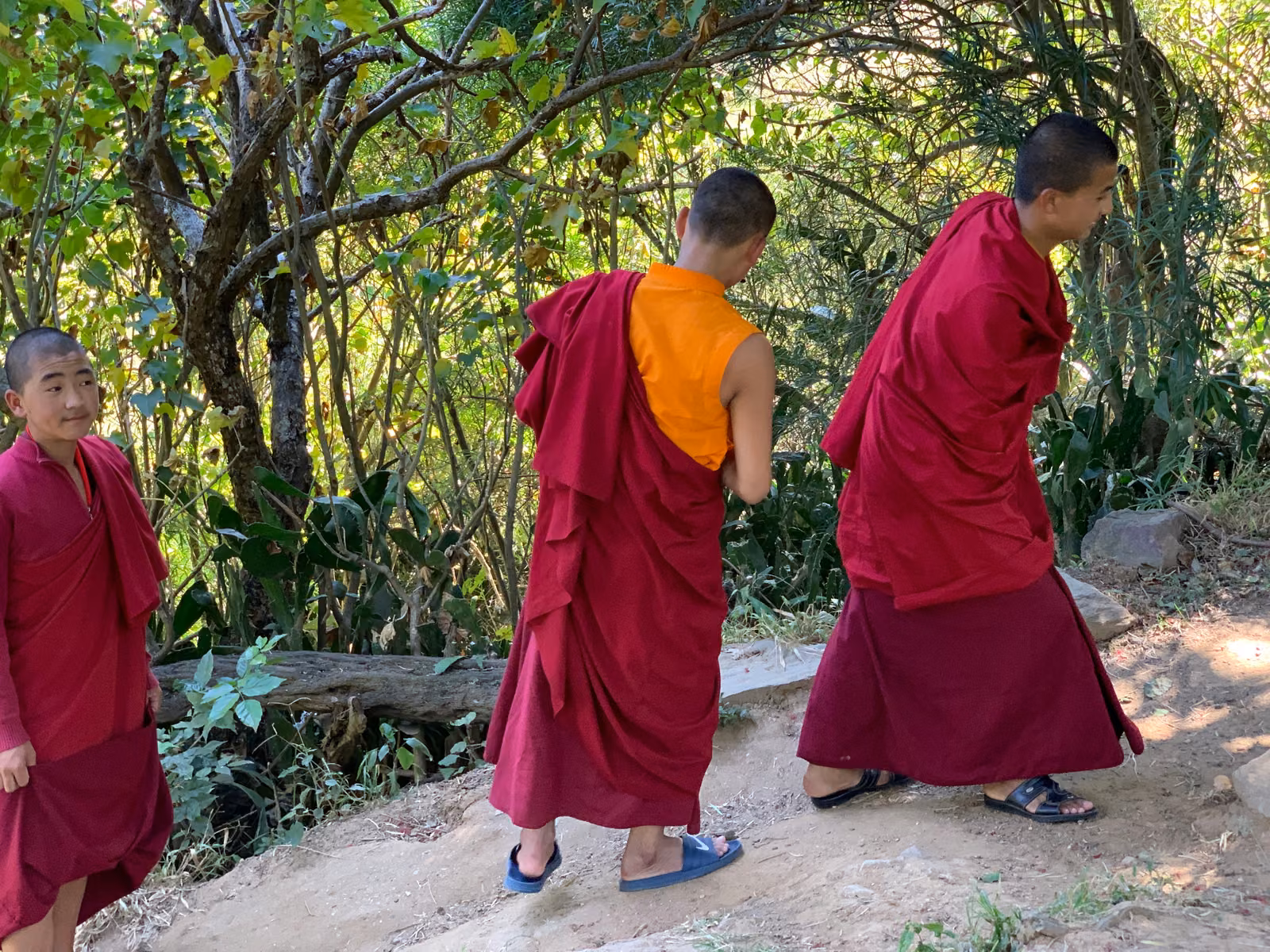 Monks in red and saffron robes walk along a wooded path.