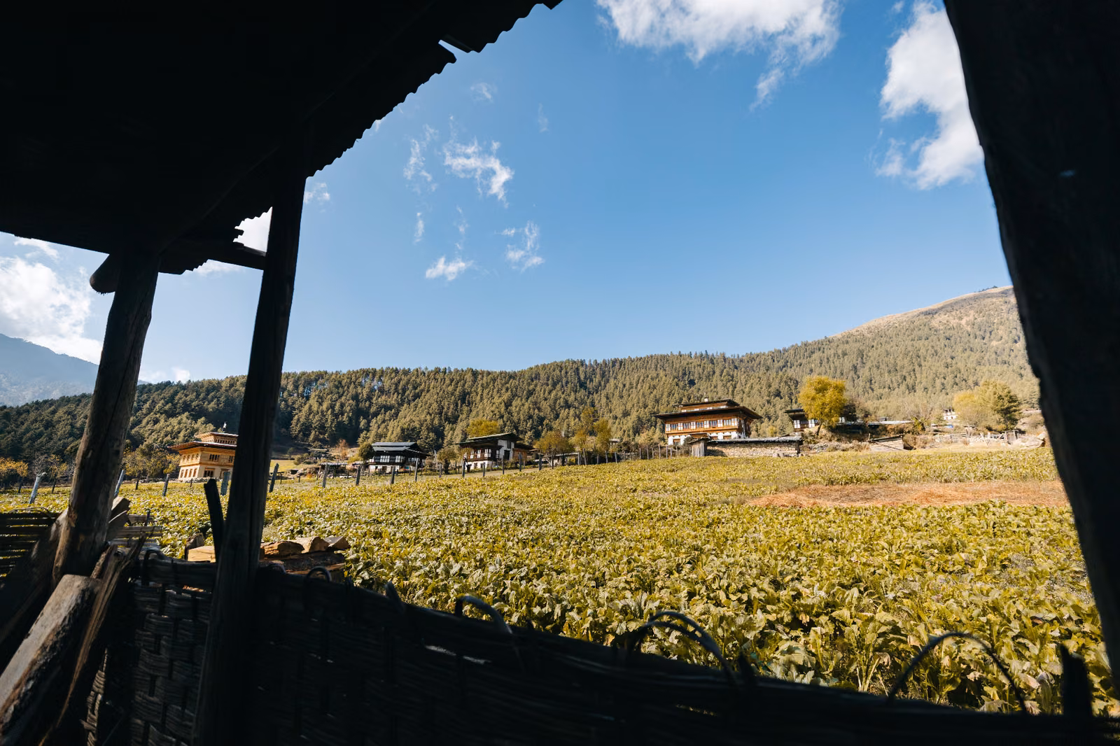 Fields and traditional homes in the Gangtey countryside, viewed from a wooden shelter.