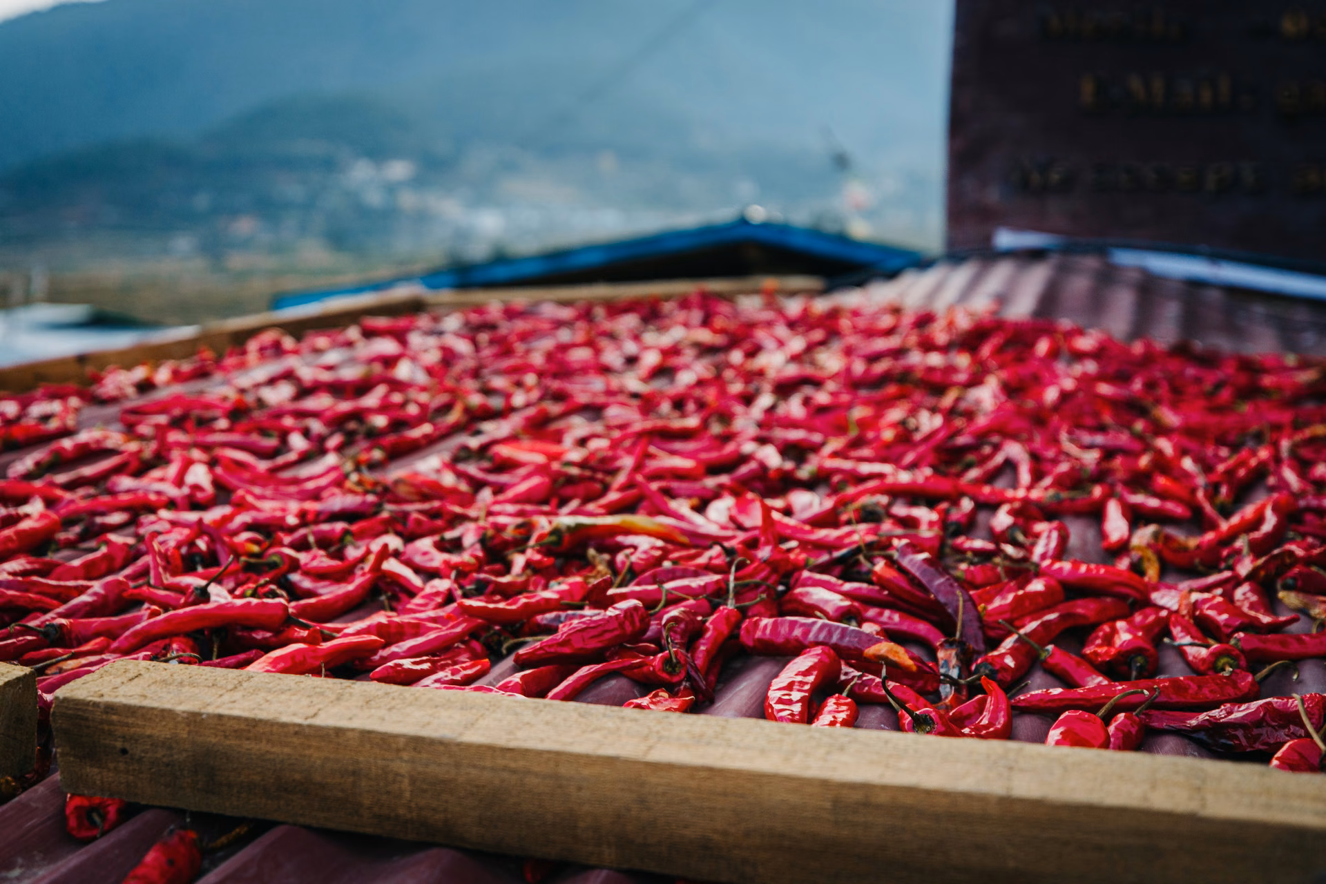 Red chillies spread out to dry on a wooden tray.