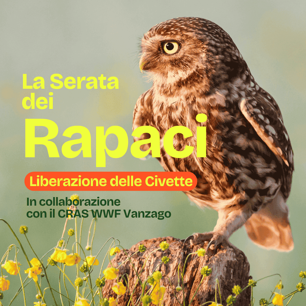 La Serata dei Rapaci, liberazione delle civette