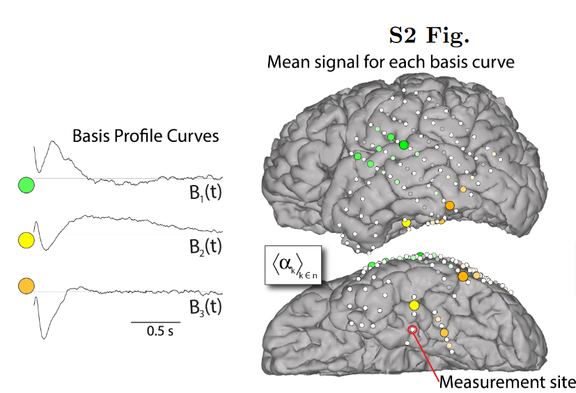 Source: Miller, K. J., Müller, K. R., & Hermes, D. (2021). Basis profile curve identification to understand electrical stimulation effects in human brain networks. PLoS computational biology, 17(9), e1008710.