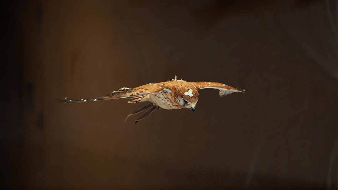 RMIT studies Kestrel flight for UAV research using Qualisys Mocap