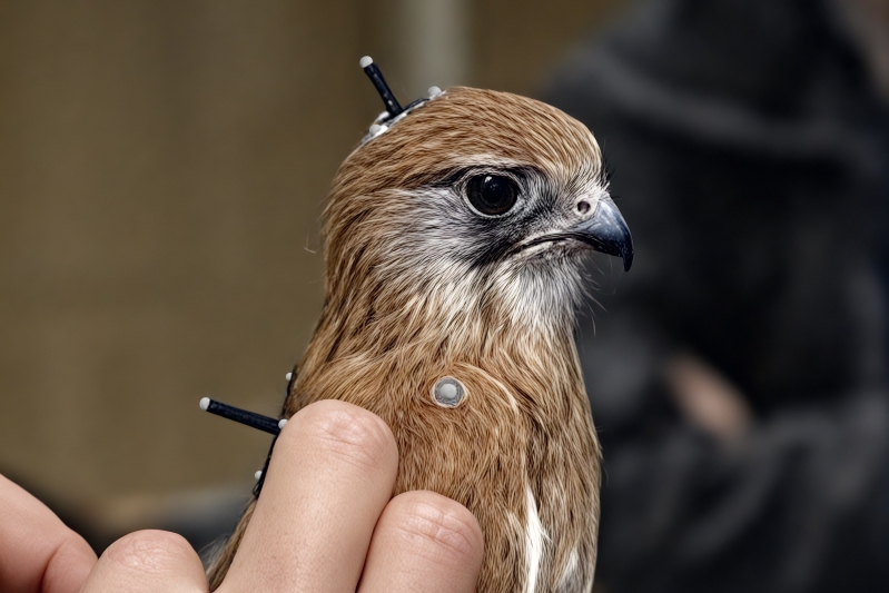 RMIT studies Kestrel flight for UAV research using Qualisys Mocap